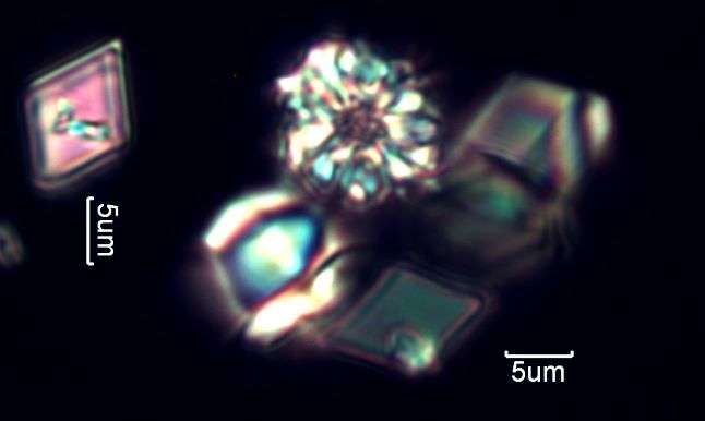 Calcium Oxalate Phytoliths