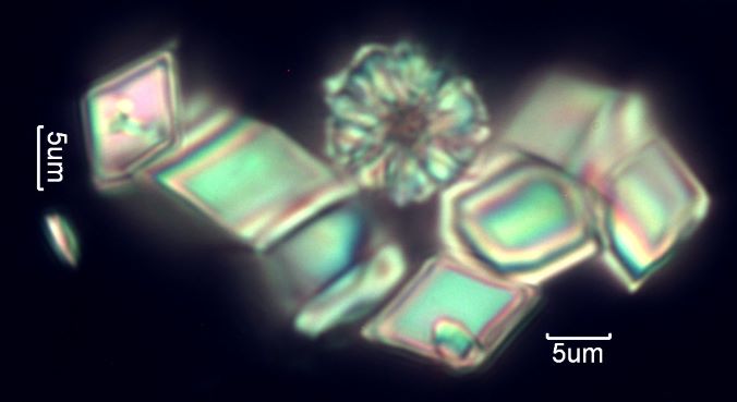 Calcium Oxalate Phytoliths