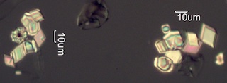 Calcium Oxalate Phytoliths