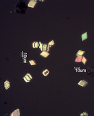 Calcium Oxalate Phytoliths