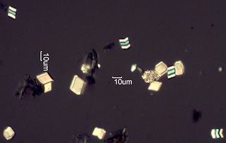 Calcium Oxalate Phytoliths