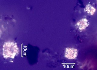 Pyrolyzed Calcium Oxalate Phytoliths