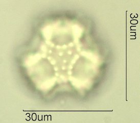 Narrowleaf Hawksbeard Pollen