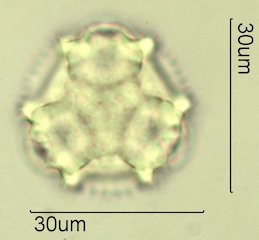 Narrowleaf Hawksbeard Pollen