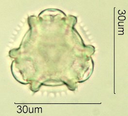 Narrowleaf Hawksbeard Pollen