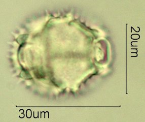 Narrowleaf Hawksbeard Pollen