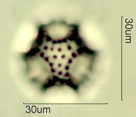 Narrowleaf Hawksbeard Pollen