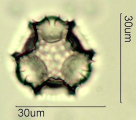 Narrowleaf Hawksbeard Pollen