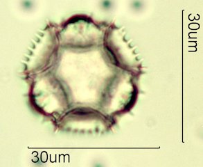 Narrowleaf Hawksbeard Pollen