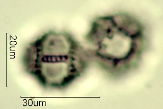 Narrowleaf Hawksbeard Pollen