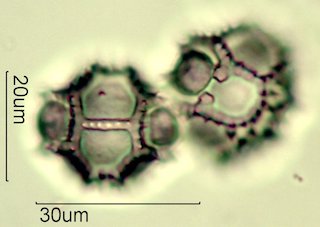Narrowleaf Hawksbeard Pollen