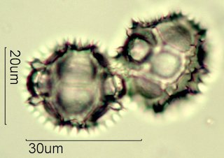 Narrowleaf Hawksbeard Pollen