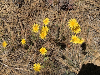Narrowleaf Hawksbeard