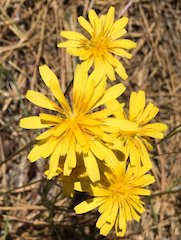 Narrowleaf Hawksbeard