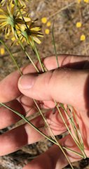 Narrowleaf Hawksbeard