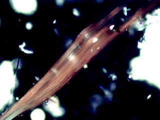 Crocidolite