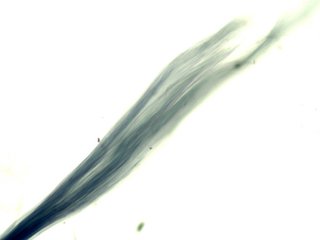 Crocidolite