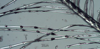 Crow Down Feather Barbule
