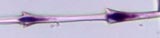 Crow Down Feather Barbule