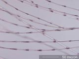 Crow Down Feather Barbule