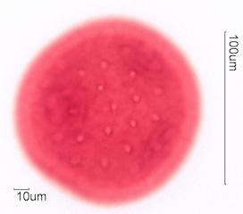 CurCurbita maxima Pollen