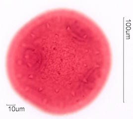 CurCurbita maxima Pollen