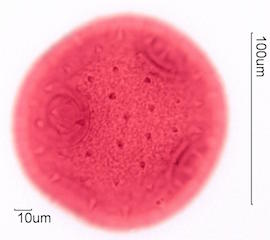 CurCurbita maxima Pollen
