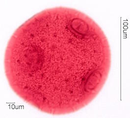 CurCurbita maxima Pollen