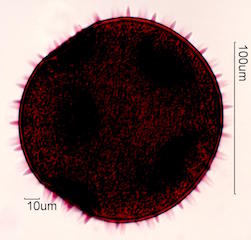 CurCurbita maxima Pollen