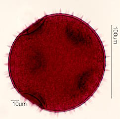CurCurbita maxima Pollen