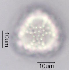 Desert Chicory Pollen