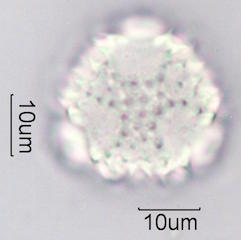 Desert Chicory Pollen