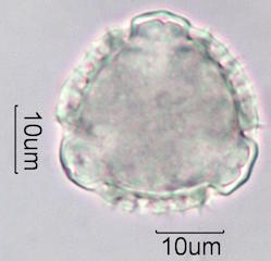 Desert Chicory Pollen