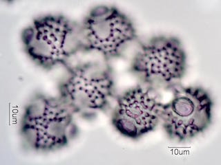 Desert Chicory Pollen