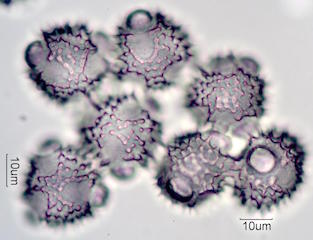 Desert Chicory Pollen