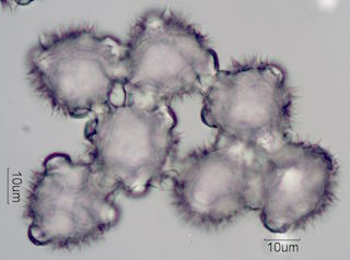 Desert Chicory Pollen