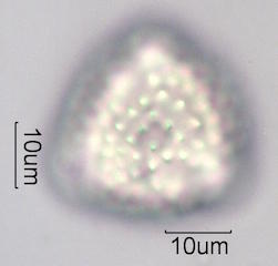 Desert Dandelion Pollen