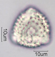 Desert Dandelion Pollen