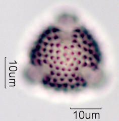 Desert Dandelion Pollen