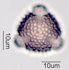Desert Dandelion Pollen