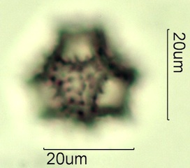 Dandelion Pollen