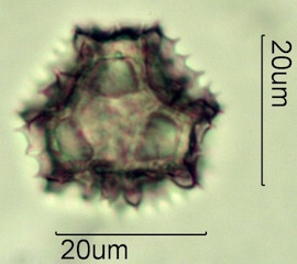 Dandelion Pollen