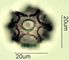 Dandelion Pollen