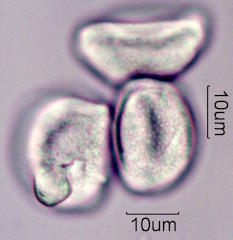 Date Palm Pollen