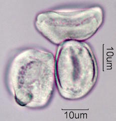 Date Palm Pollen