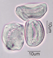 Date Palm Pollen