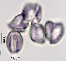 Date Palm Pollen