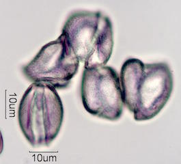 Date Palm Pollen