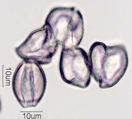 Date Palm Pollen