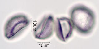 Date Palm Pollen